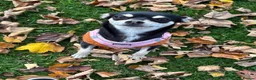Chihuahua dogs for sale: Chihuahua puppies  in Scunthorpe - Advert 1