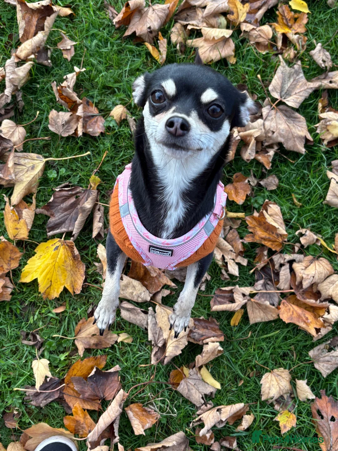 Chihuahua dogs for sale: Chihuahua puppies  in Scunthorpe - Advert 1