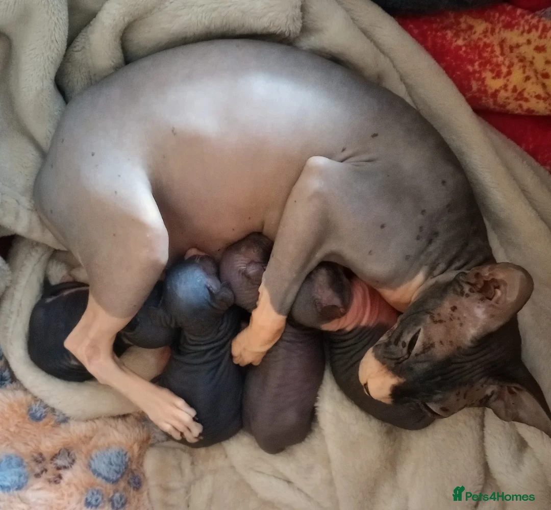 Sphynx cats for sale: Beautiful Sphynx Kittens–2Girls & 2Boys Available in Wolverhampton - Advert 1