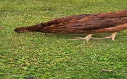 Hens poultry for sale:  FREE chickens 2 Rhode island Reds & 2 Leghorns - Image 14