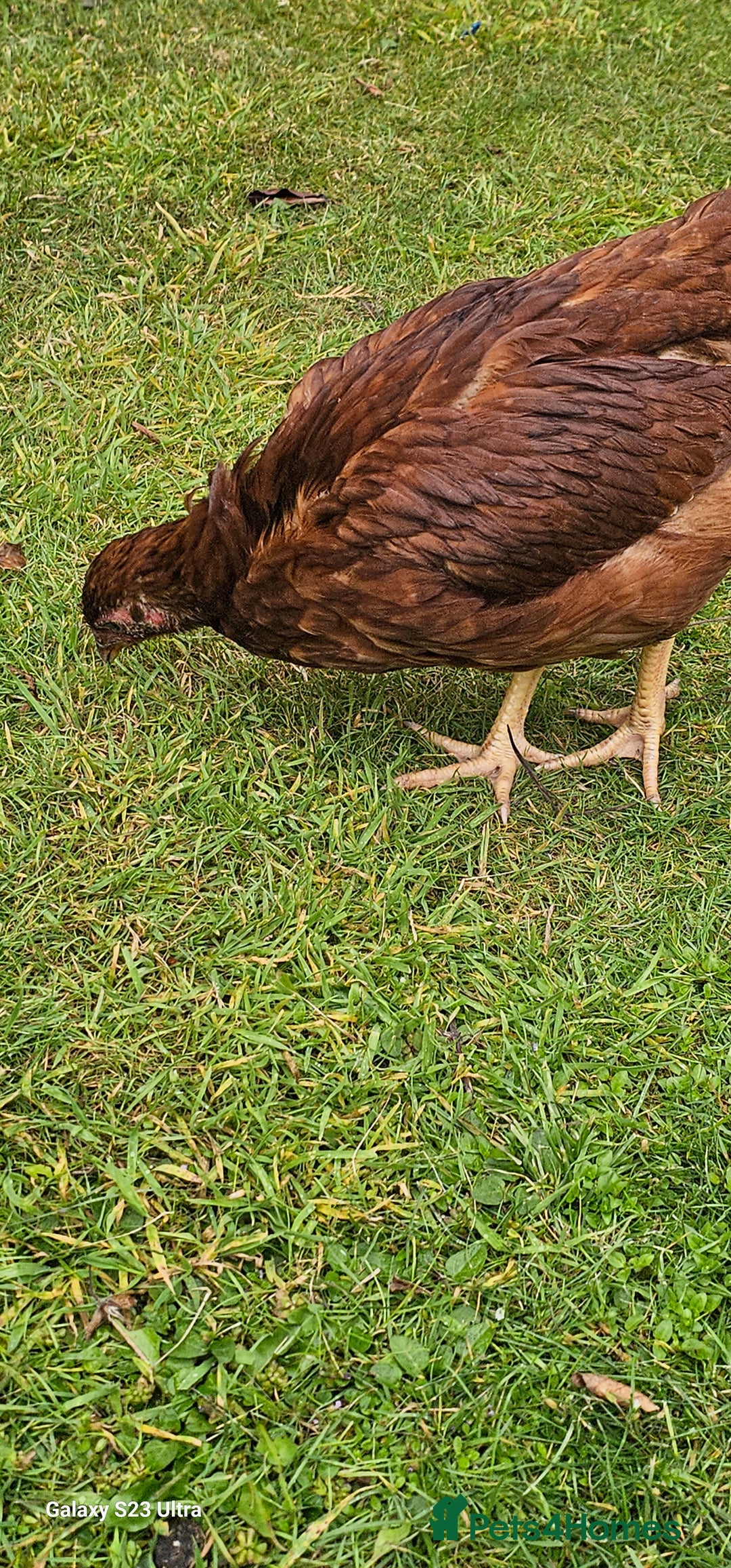 Hens poultry for sale:  FREE chickens 2 Rhode island Reds & 2 Leghorns - Image 14