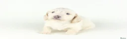Miniature Dachshund dogs for sale: 🤍KC Reg Longhair miniature cream daschunds🤍 - Advert 7