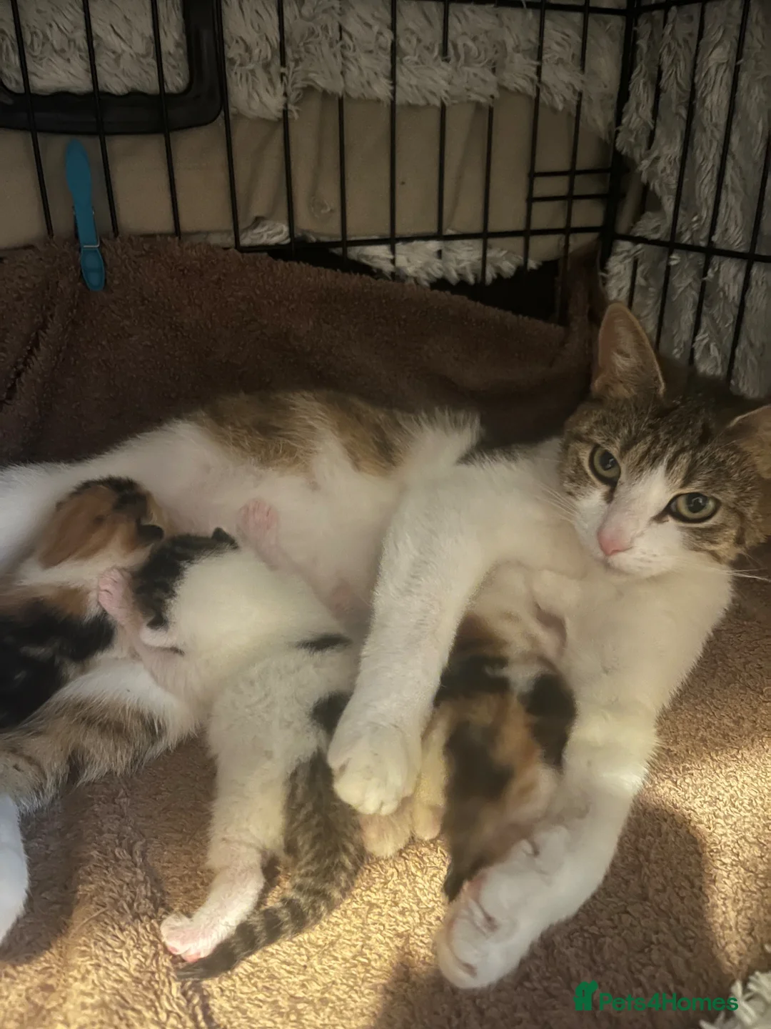 Mixed Breed cats for sale: Beautiful Girl  - Advert 9