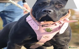 Presa Canario dogs for sale: Presa canario puppies (recognised breeder) - Image 5