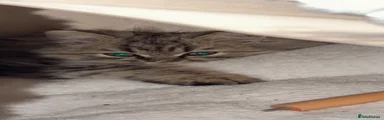 Persian 1