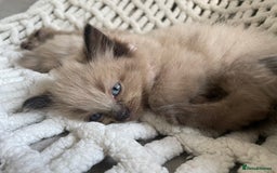 Ragdoll cats for sale: 5 Purebred kittens for SALE - Image 15