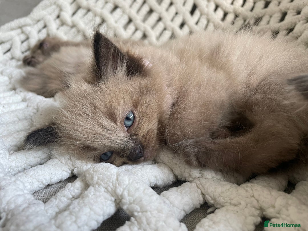 Ragdoll cats for sale: 5 Purebred kittens for SALE - Image 15