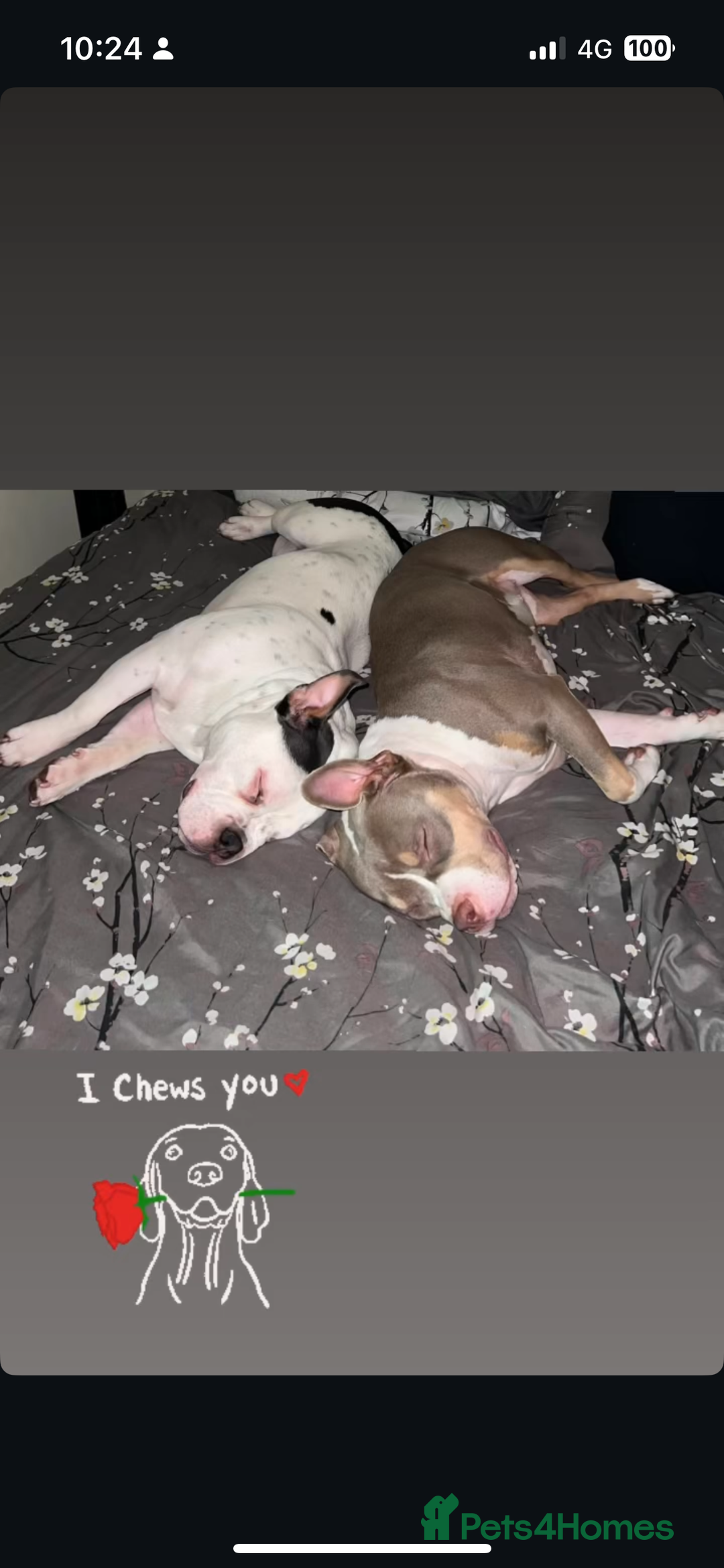 American Bully dogs for sale: TWO gorgeous girls left. Micro Bullys - Advert 5