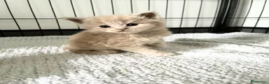 Maine Coon Kitten 2