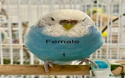 Budgerigars birds for sale: Beautiful Tame Budgies - Image 1
