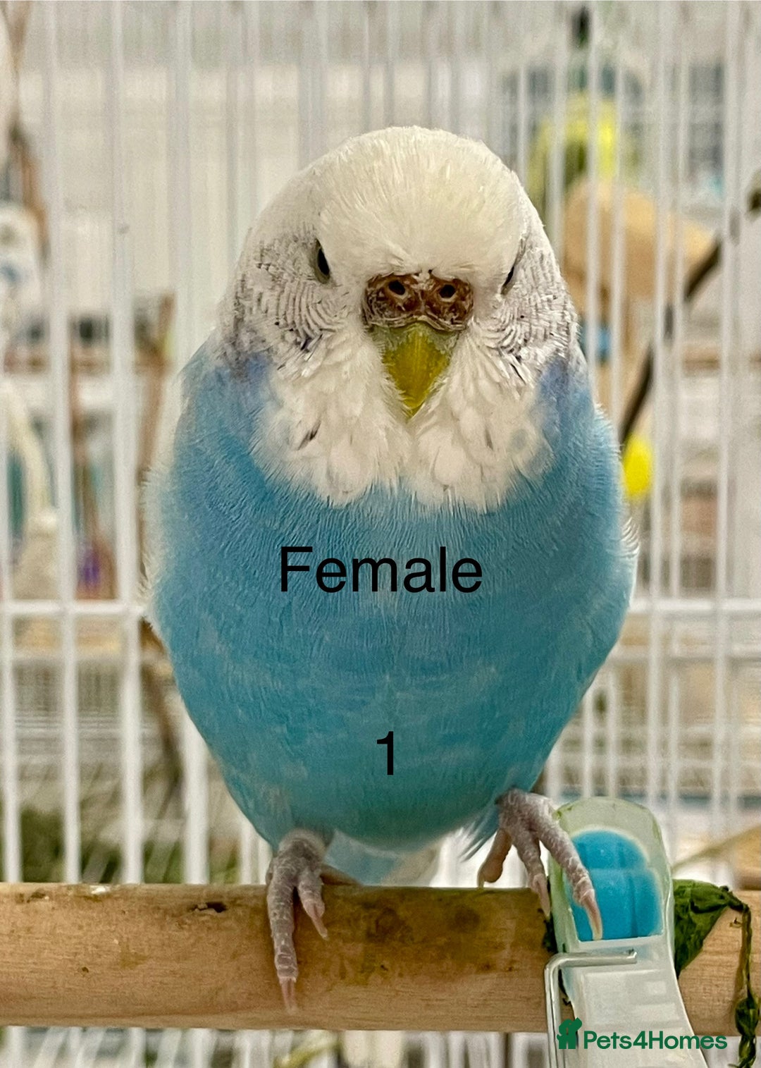 Budgerigars birds for sale: Beautiful Tame Budgies - Image 1