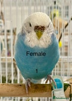 Budgerigars birds Beautiful Tame Budgies - Advert 11