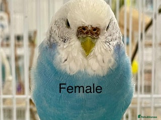 Budgerigars birds for sale - Advert 1