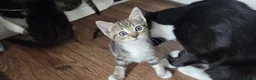 Mixed Breed cats for sale: 4 adorable kittens looking for a future home - Advert 5