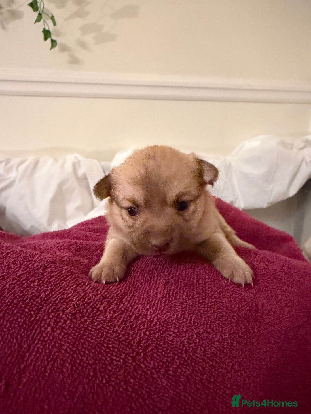 Pomeranian dogs for sale: Cute puppies need there forever home  - Advert 3