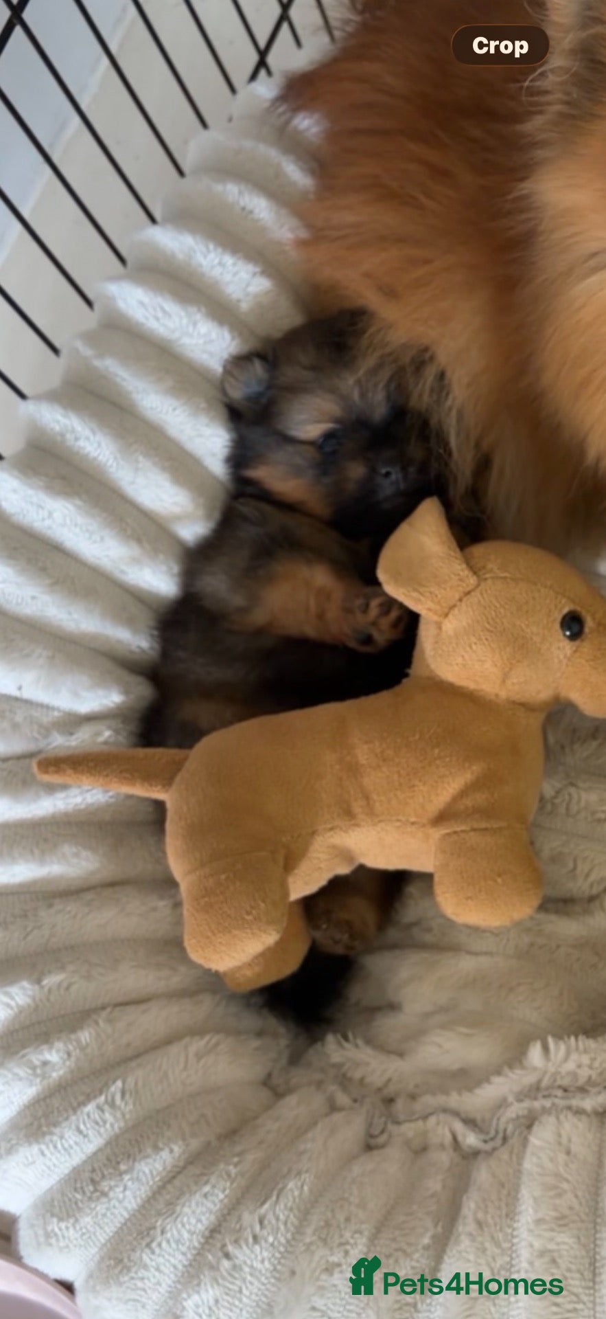 Pomeranian dogs One precious Baby boy pucci 🩵 - Advert 12