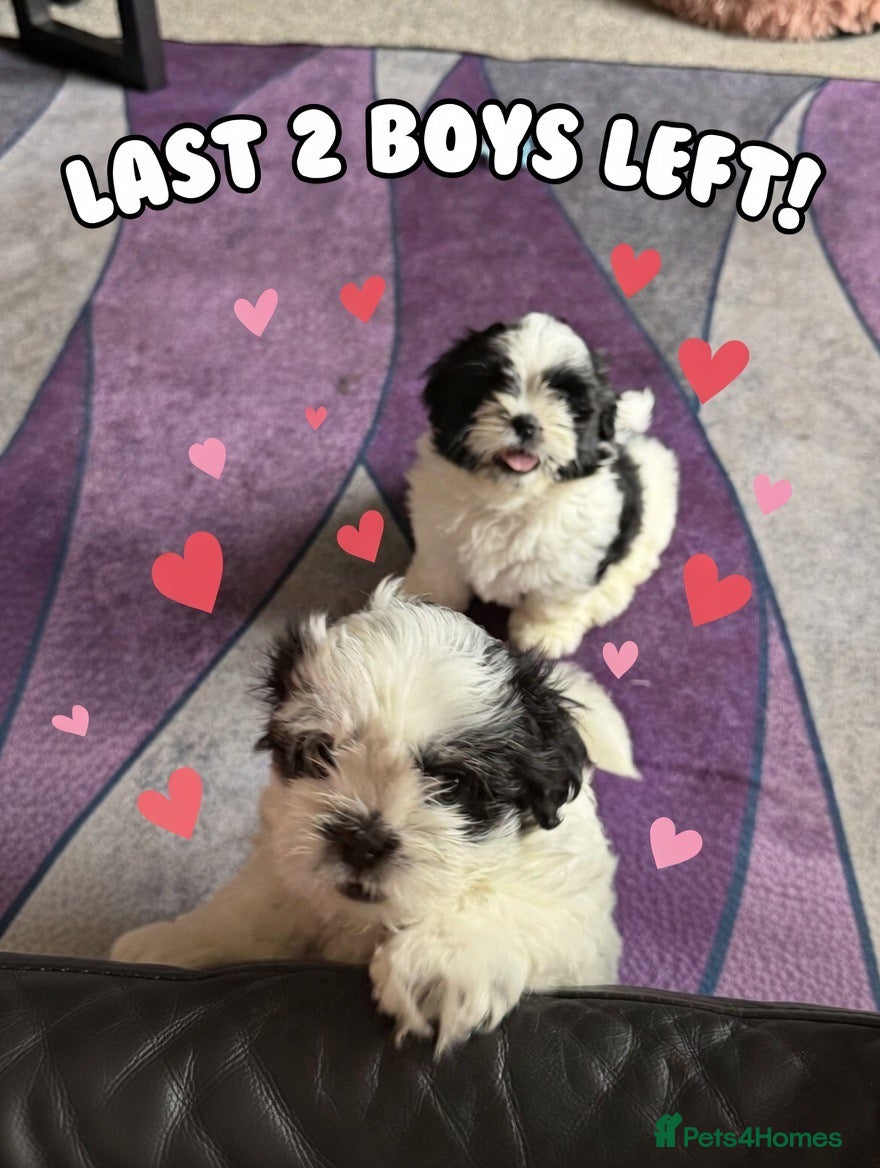 Shih Tzu dogs #2left#Beautiful Shih Tzu’s - STUNNING pure breds - Advert 6