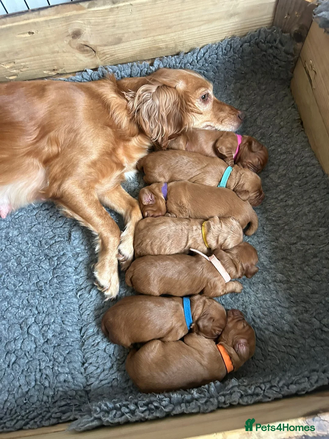 Cocker Spaniel dogs for sale: Stunning Red Kc Working Cocker Spaniels   - Advert 2