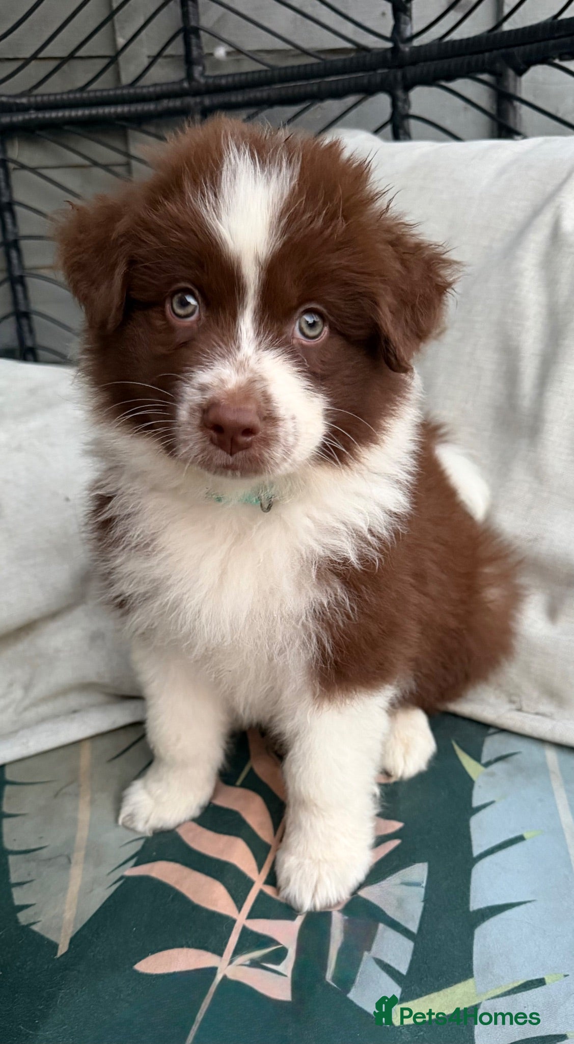 Mixed Breed dogs for sale: Fully vaccinated  Samoyed / Australian Shepard  - Advert 1