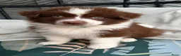 Mixed Breed dogs for sale: Beautiful Samoyed / Australian Shepard Cross  - Advert 7