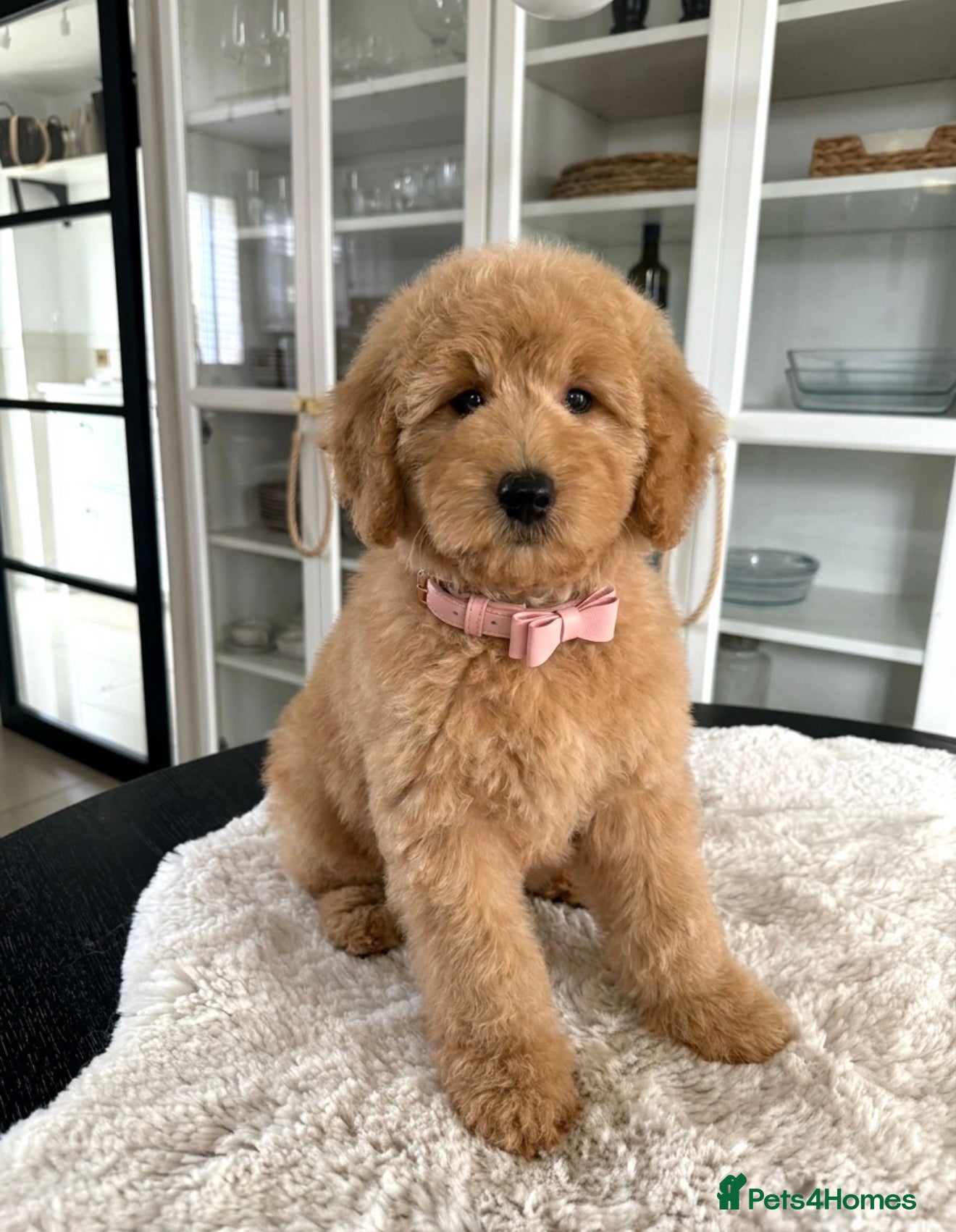 Australian Labradoodle dogs 🐶  Ready for their forever homes 🐶  - Advert 4