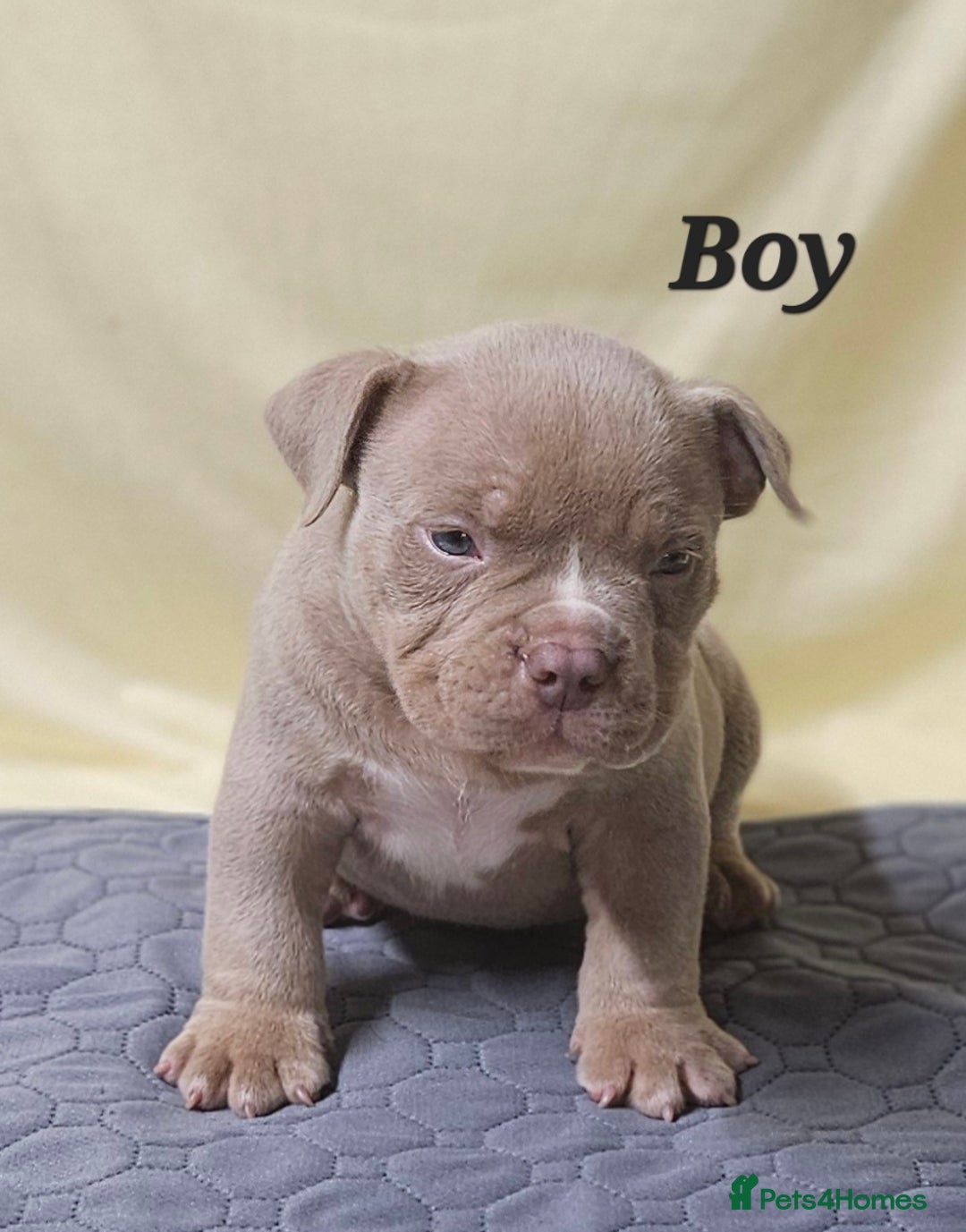American Bully dogs for sale: Exotic Bullies - Advert 15