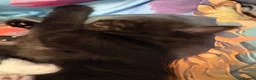 Mixed Breed cats for sale: Female long hair kittens in Southampton - Advert 16