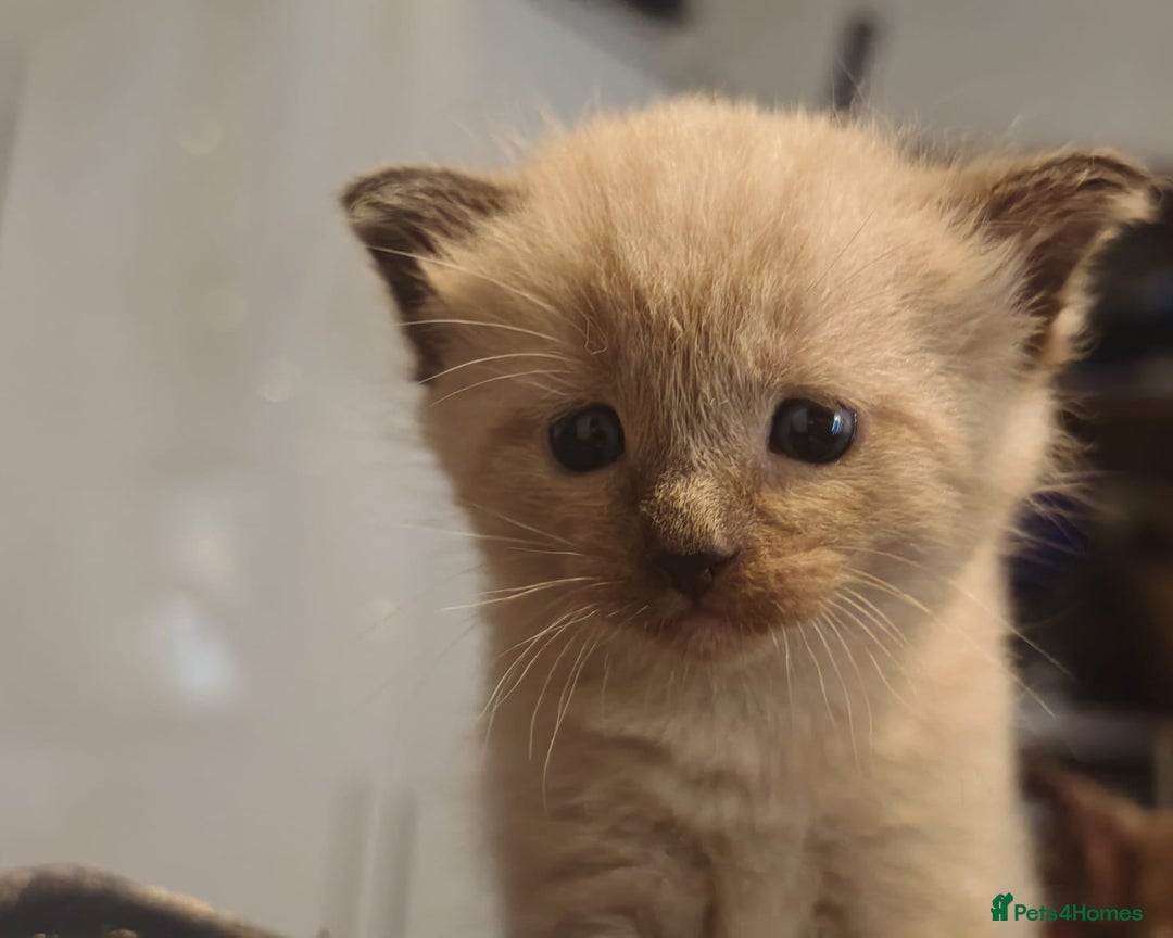 Tonkinese cats for sale: Gorgeous Tonkdoll kittens  - Advert 17