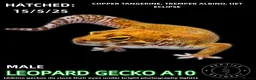 Leopard Gecko reptiles for sale: Leopard Geckos (NEW GECKOS ADDED!) - Advert 8
