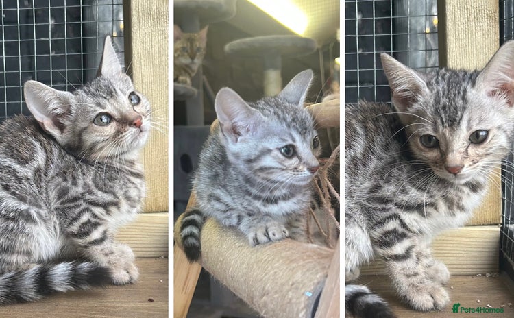 Bengal cats Silver girl pure TICA Bengals ready this week 😻 - Advert 3