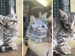 Bengal cats Silver girl pure TICA Bengals ready this week 😻 - Advert 17