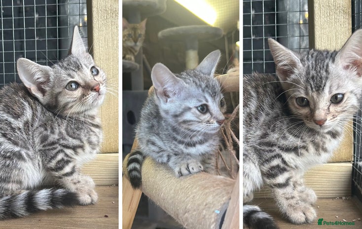 Bengal cats Silver girl pure TICA Bengals ready this week 😻 - Advert 3