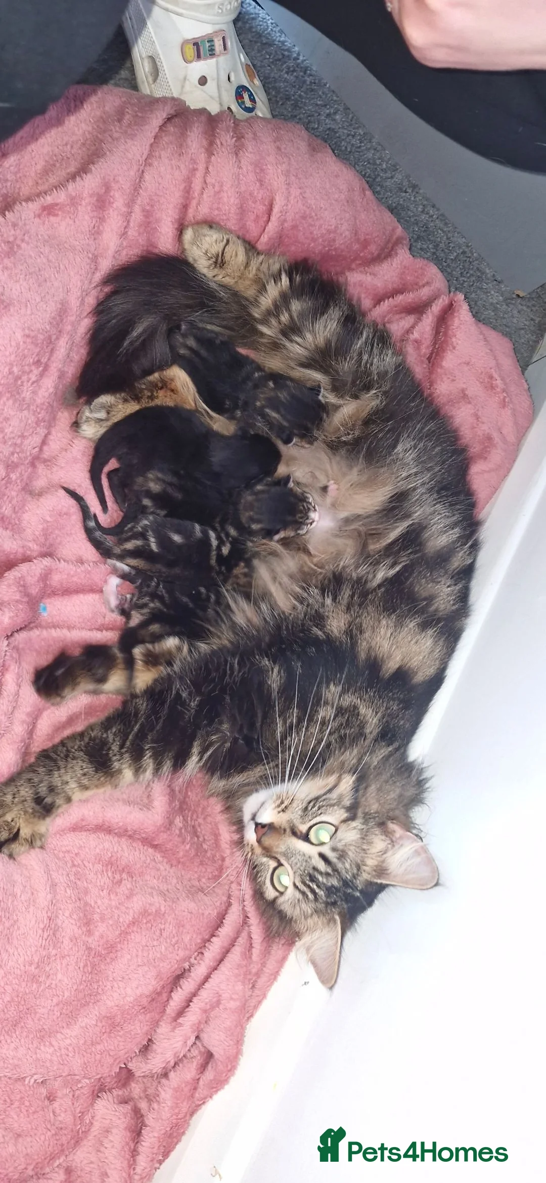 Maine Coon cats for sale: LAST MAINECOON CROSS KITTEN - Advert 2