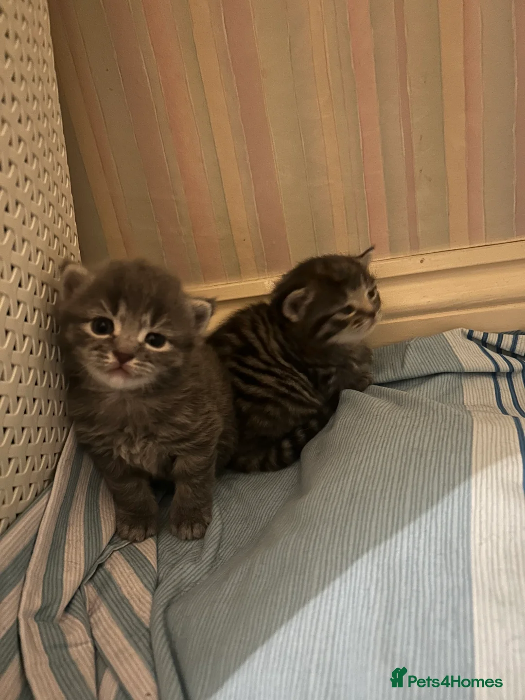 Domestic Shorthair cats for sale: Gorgeous Kittens  - Advert 2