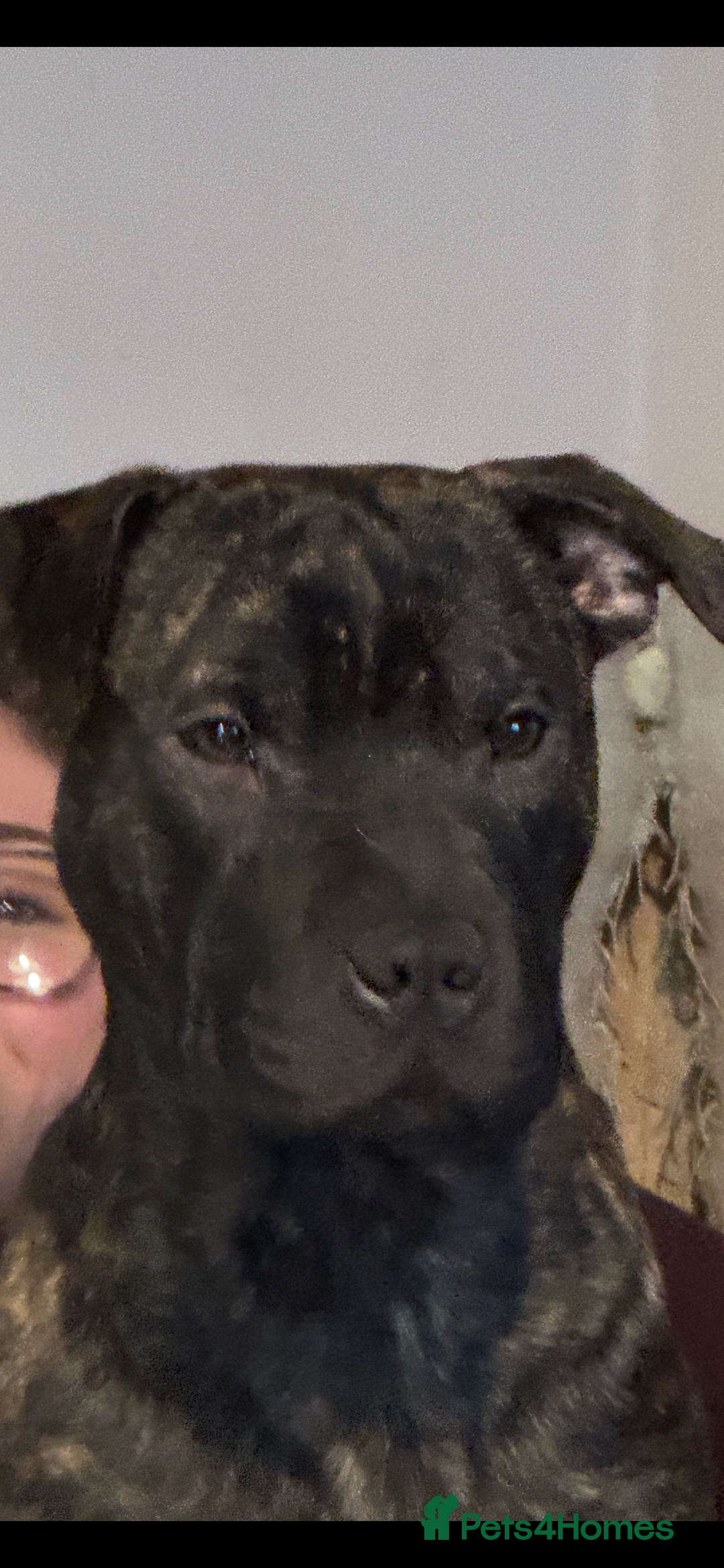 Mixed Breed dogs for sale: Mixed bread cavapoo-staff/sharpie - Advert 11