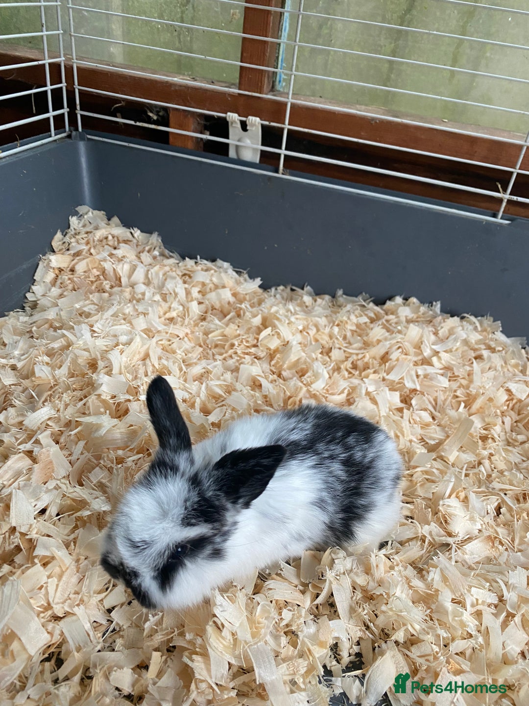 Mini Lop rabbits for sale: Mini lops - Advert 4