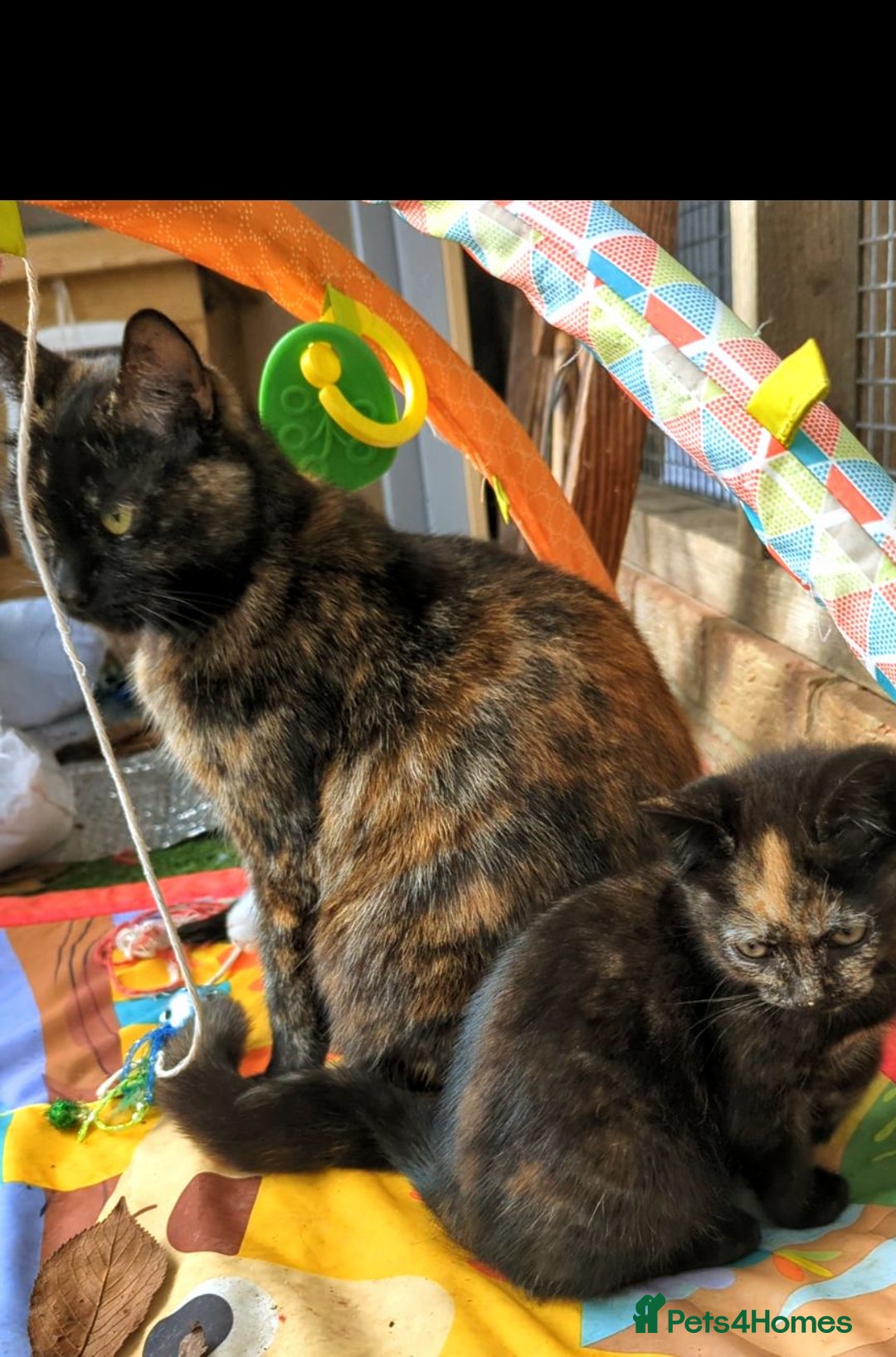 Mixed Breed cats for sale: Premium kittens, ready now - Advert 3