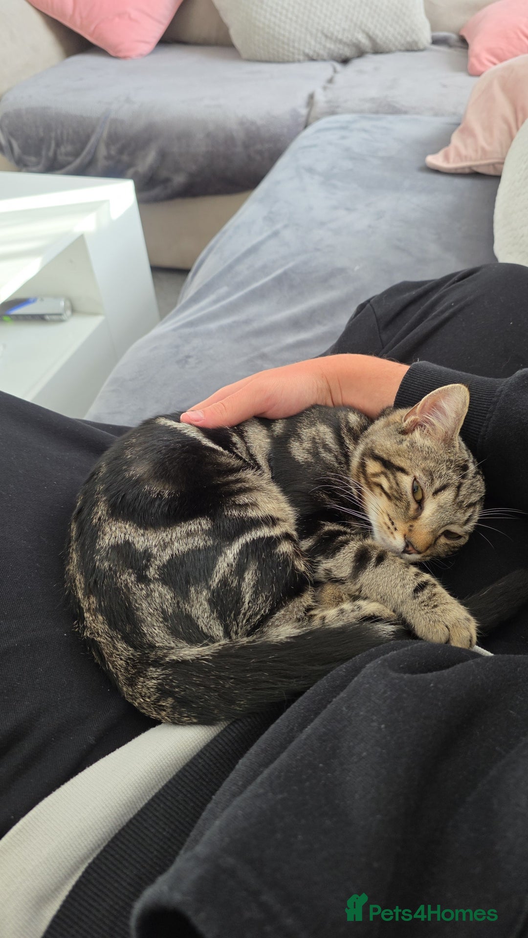 American Shorthair cats for sale: Ziggy and waffle - Image 1
