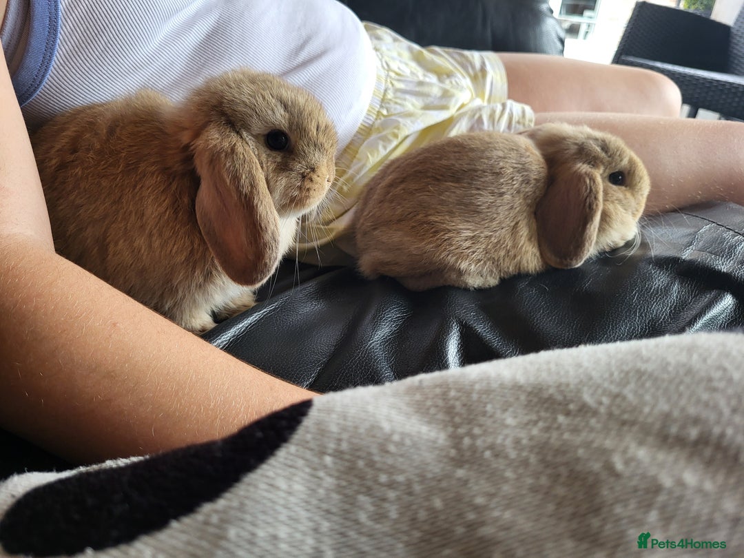 Mini Lop rabbits for sale: Mini Lop Bunnies Ready to leave shortly - Image 13