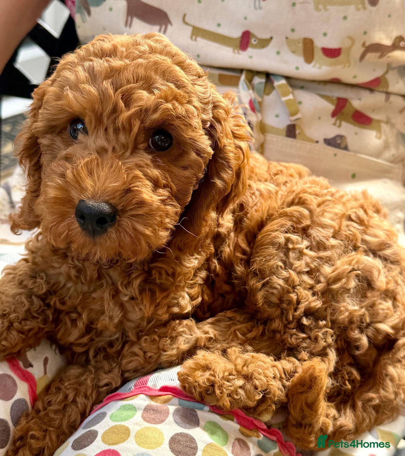 Cockapoo dogs Cockapoo Hypoallergenic F1bb puppies for sale  - Advert 2