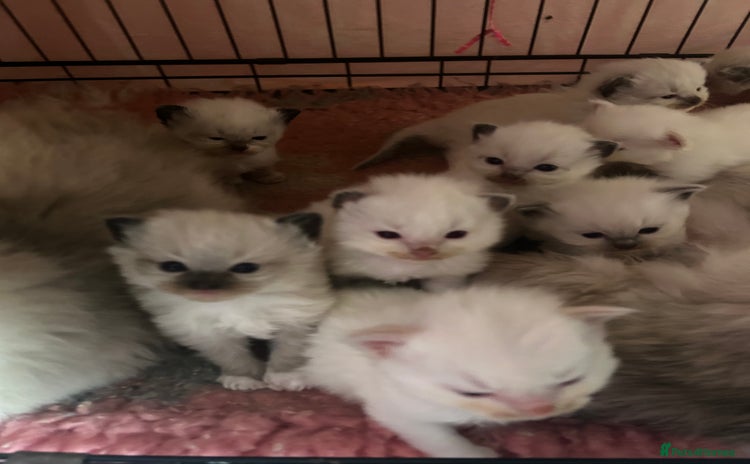 Ragdoll cats - Advert 11