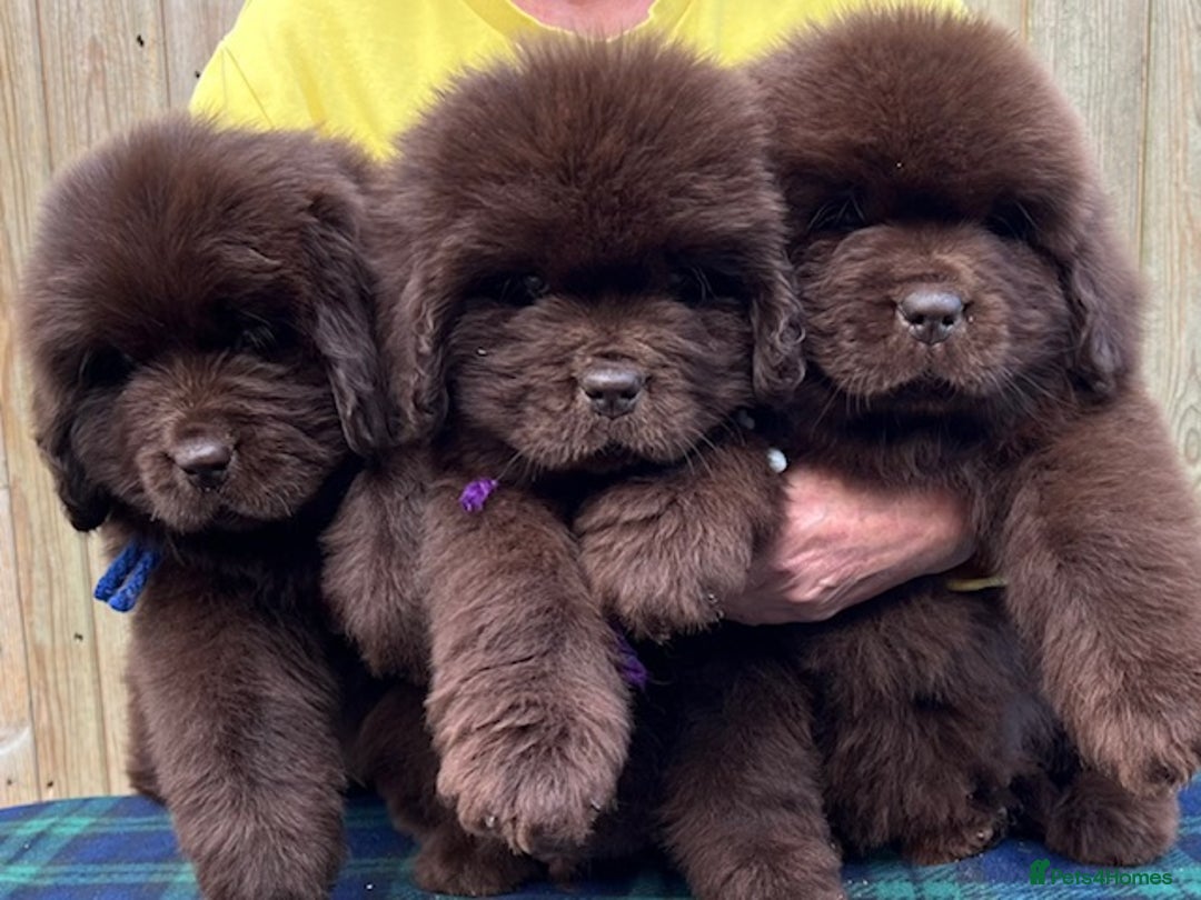 Dog Puppy Newfoundland Cross For Sale Newfoundland Lab Mix Puppy