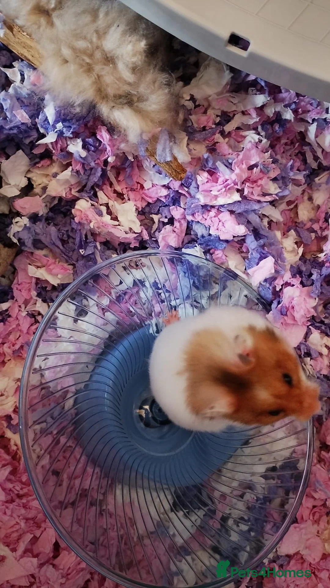 Hamster rodents for sale: Young Syrian Hamster to Adopt  - Advert 2