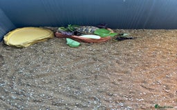 Tortoise reptiles for sale: Tortoise plus full set up - Image 4