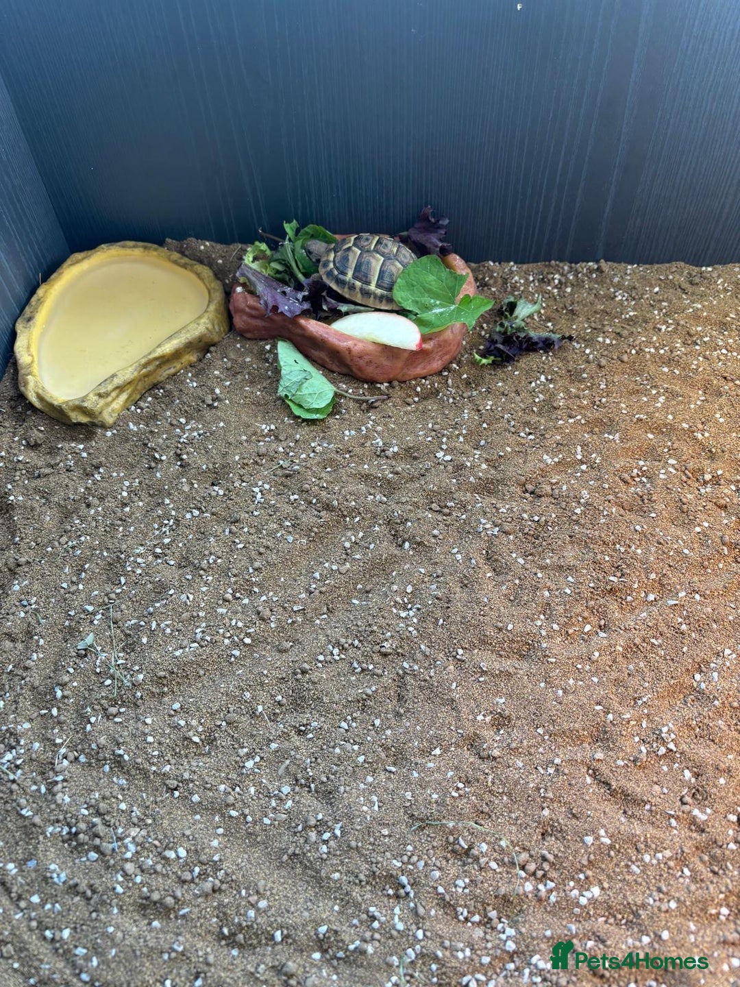 Tortoise reptiles for sale: Tortoise plus full set up - Image 4