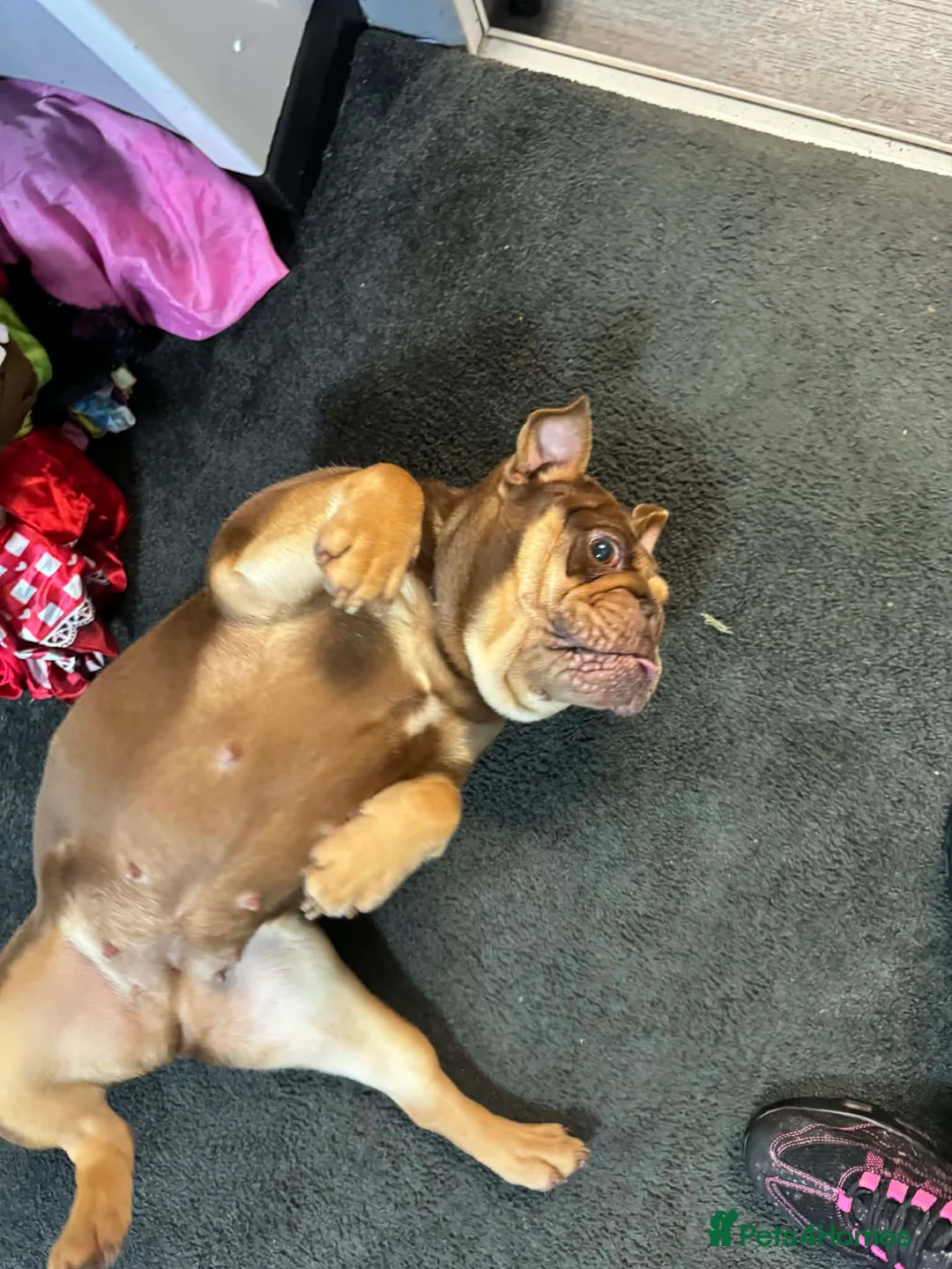 English Bulldog dogs for sale: Female English bulldog looking for a loving home. - Advert 2