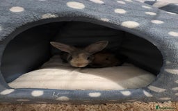 English Lop rabbits for sale: Two bonded neutered male rabbits  - Image 5