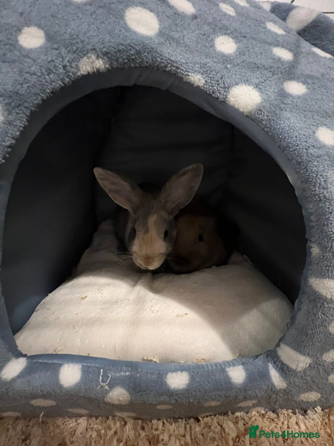 English Lop rabbits for sale: Two bonded neutered male rabbits  - Image 5