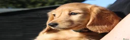 Miniature Dachshund dogs for sale: READYNOW KC cream L/H Health tested Mini Dachshund - Advert 6