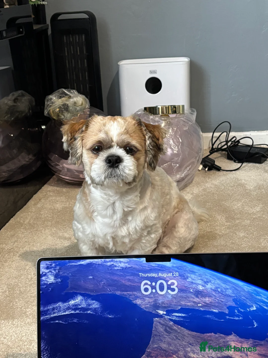 Shih Tzu dogs for sale: Shih tzu for sale  - Advert 6